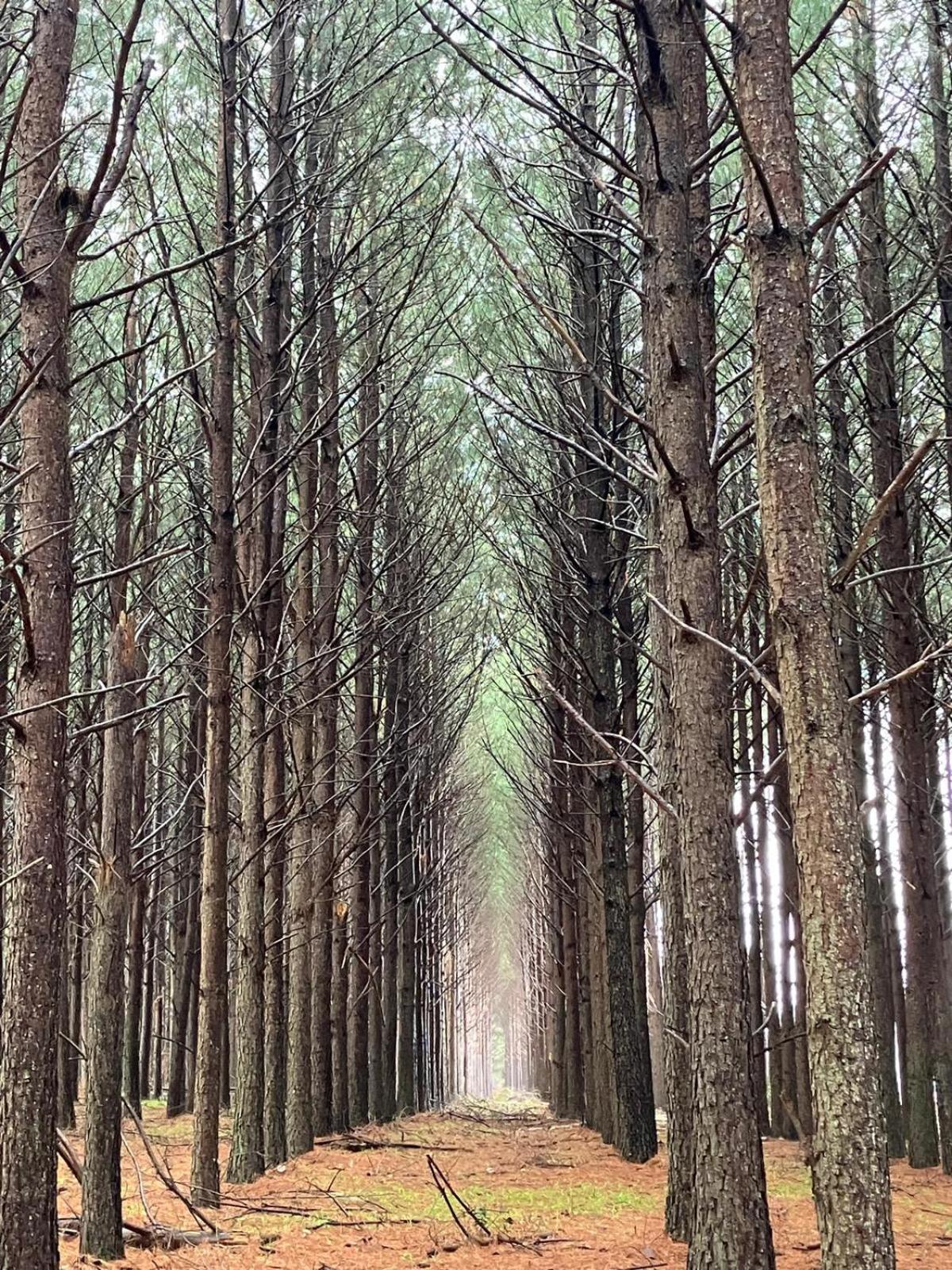 Quebrada de los Cuervos Pinos De La Quebrada 빌라 외부 사진