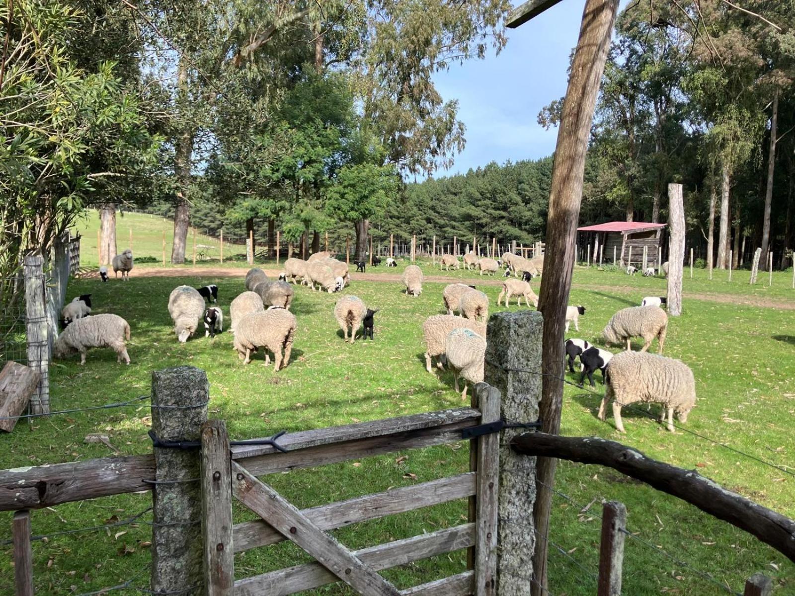 Quebrada de los Cuervos Pinos De La Quebrada 빌라 외부 사진